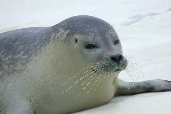 Zeehond:wat je ziet tijdens zeilen op Waddenzee.JPG